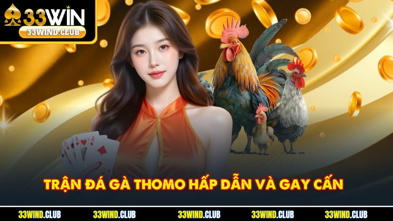 Trải nghiệm không khí kịch tính trong mỗi trận đá gà Thomo đỉnh cao