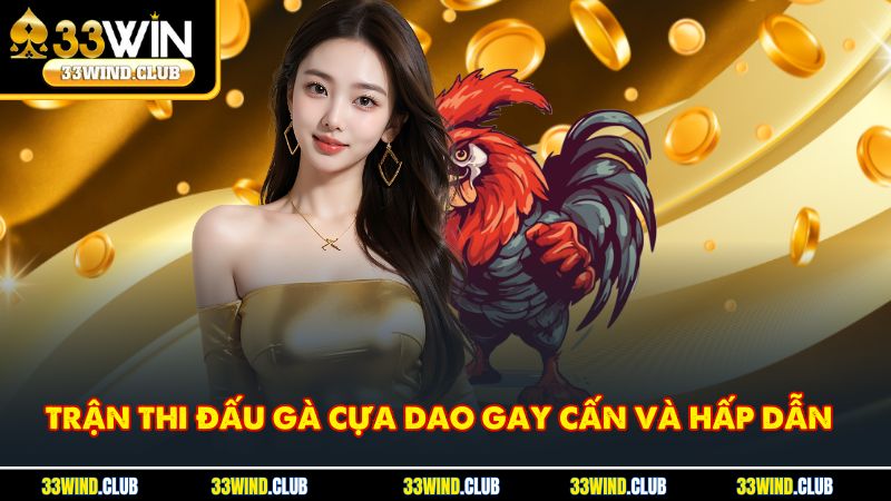 Trận thi đấu gà cựa dao gay cấn và hấp dẫn